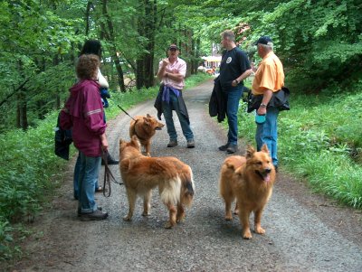 Harzer Fchse Zora, Benni und Kimba auf einem Spaziergang